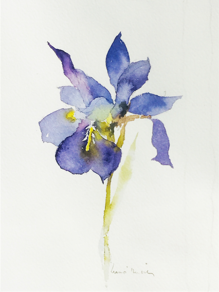 034. Purple Iris